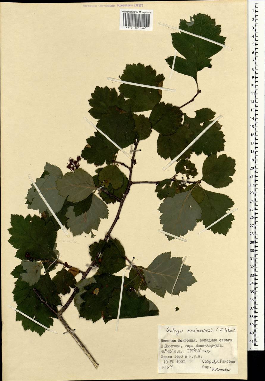 Crataegus maximowiczii C. K. Schneid., Mongolia (MONG) (Mongolia)