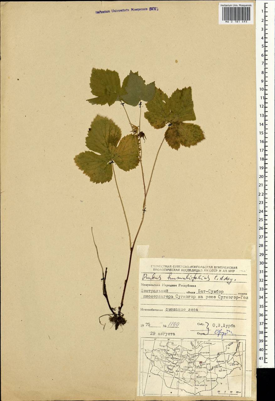 Rubus humulifolius C. A. Mey., Mongolia (MONG) (Mongolia)