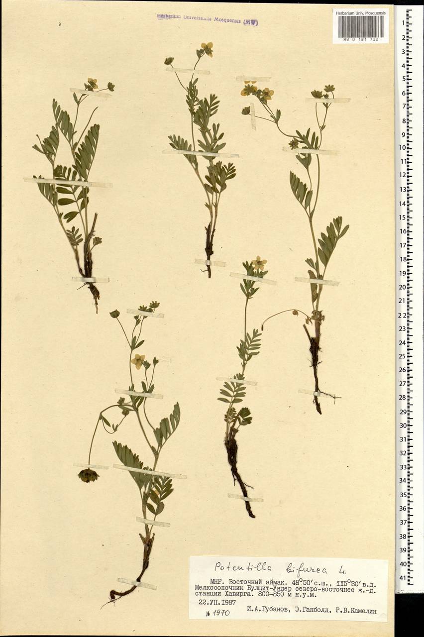 Sibbaldianthe bifurca (L.) Kurtto & T. Erikss., Mongolia (MONG) (Mongolia)