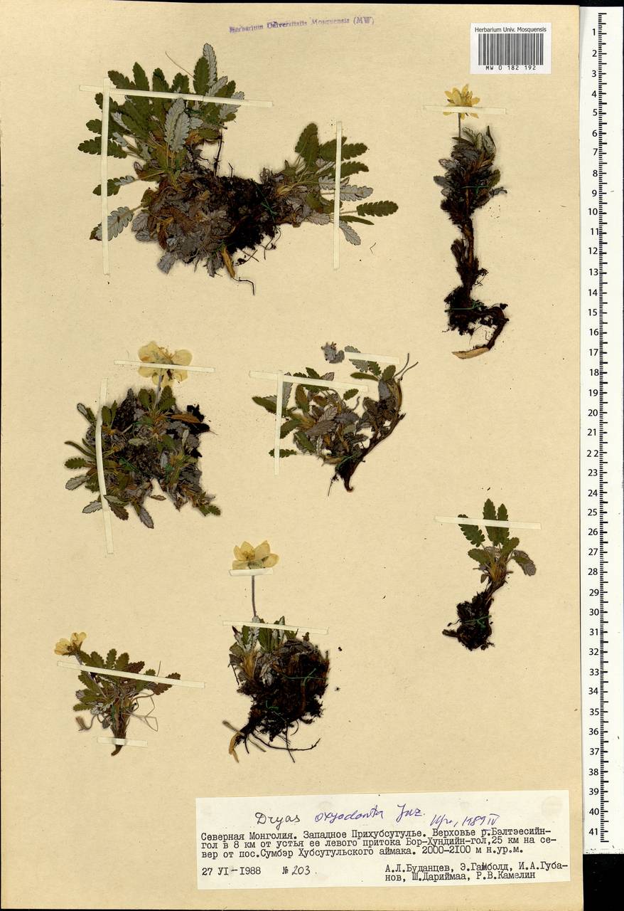 Dryas octopetala subsp. oxyodonta (Juz.) Hultén, Mongolia (MONG) (Mongolia)