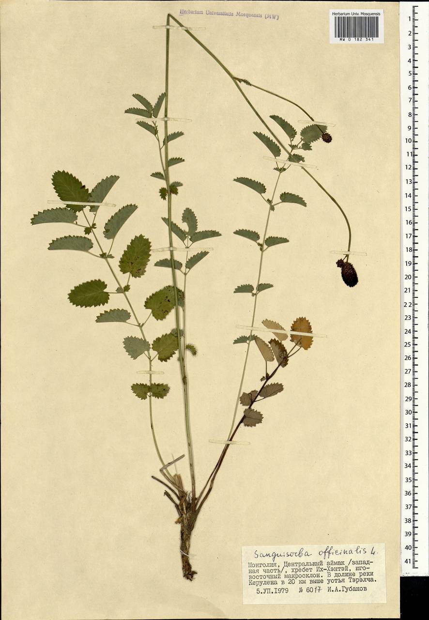 Sanguisorba officinalis L., Mongolia (MONG) (Mongolia)