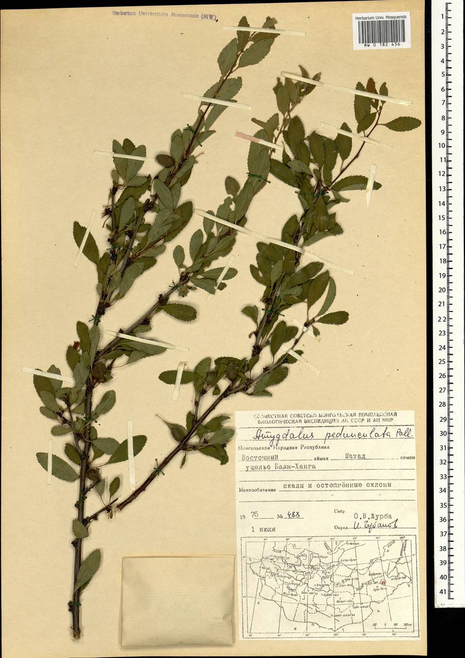 Prunus pedunculata (Pall.) Maxim., Mongolia (MONG) (Mongolia)