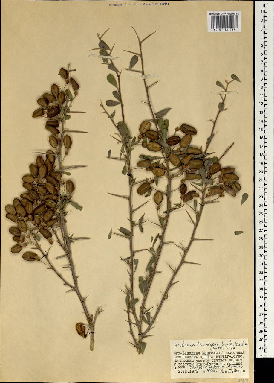 Caragana halodendron (Pall.) Dum.Cours., Mongolia (MONG) (Mongolia)