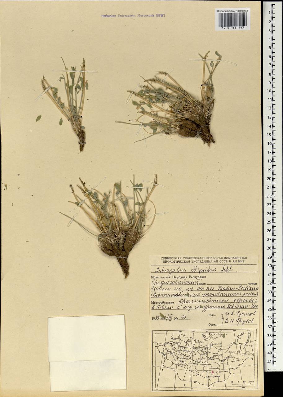 Astragalus ellipsoideus Ledeb., Mongolia (MONG) (Mongolia)