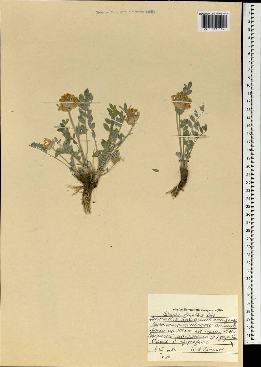 Astragalus ellipsoideus Ledeb., Mongolia (MONG) (Mongolia)