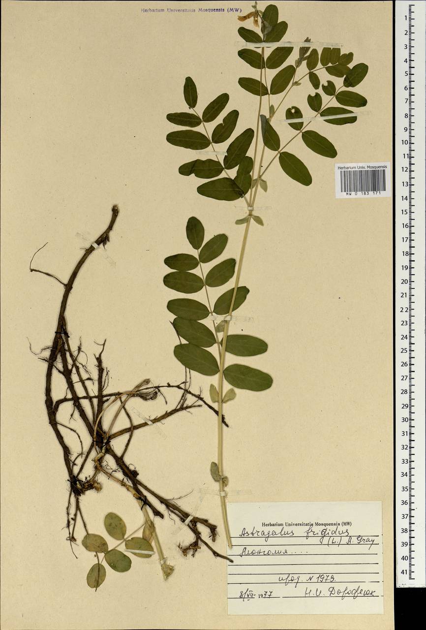 Astragalus frigidus (L.) A. Gray, Mongolia (MONG) (Mongolia)