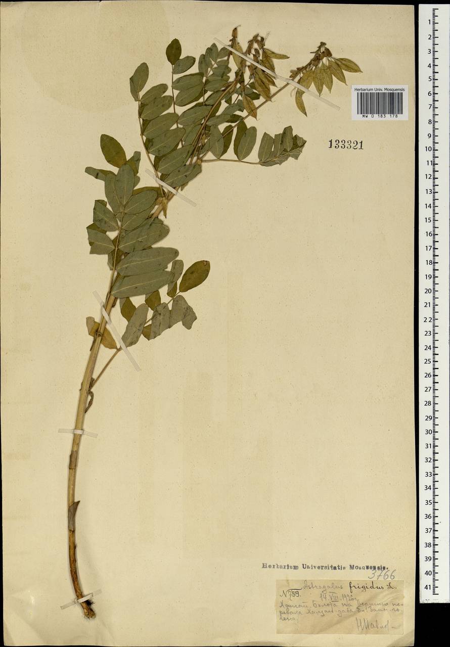 Astragalus frigidus (L.) A. Gray, Mongolia (MONG) (Mongolia)