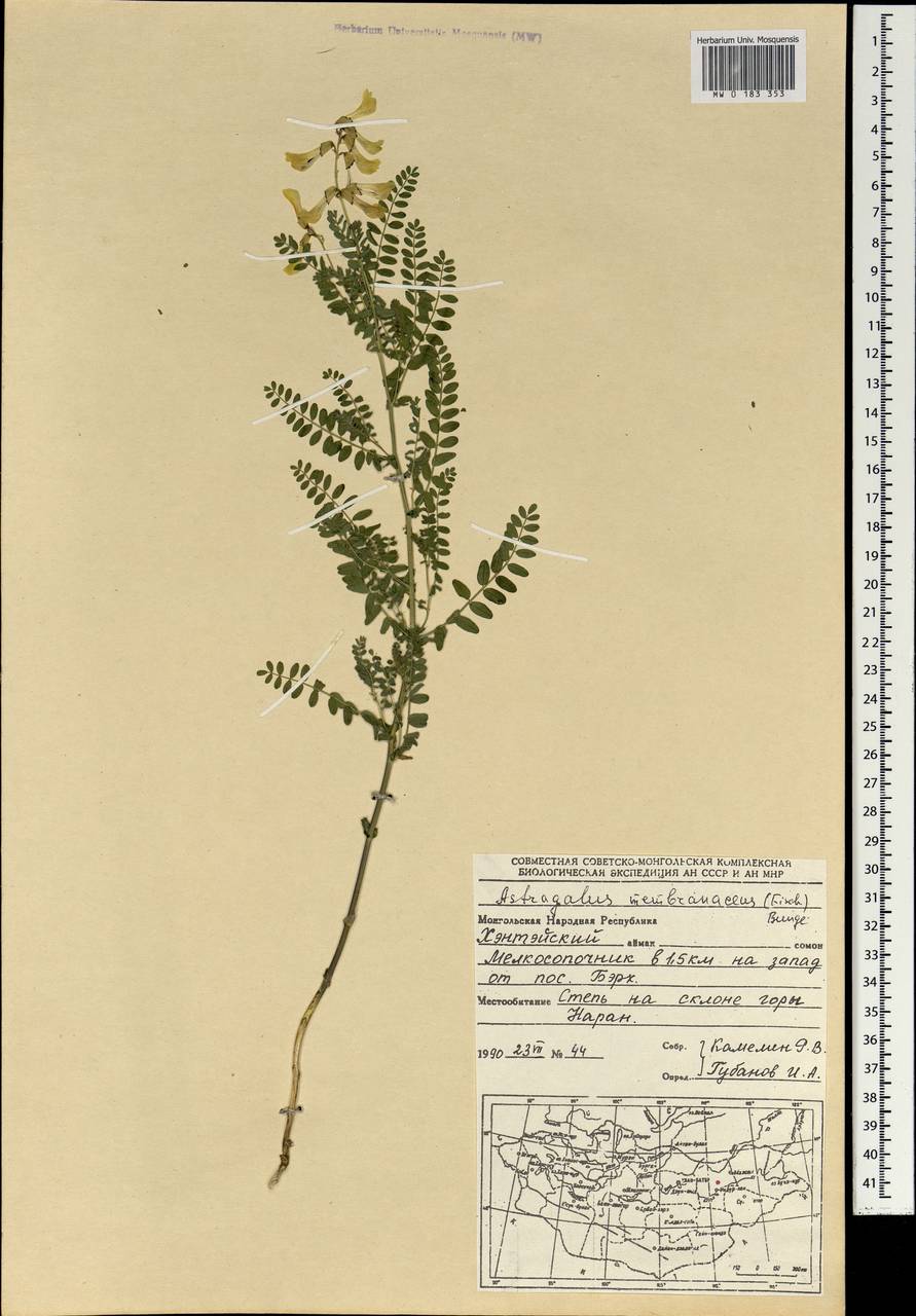 Astragalus mongholicus Bunge, Mongolia (MONG) (Mongolia)