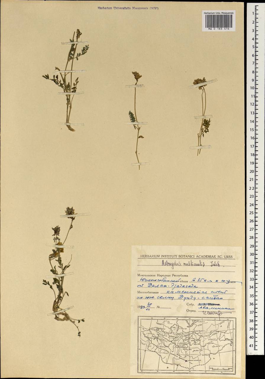 Astragalus macropterus DC., Mongolia (MONG) (Mongolia)