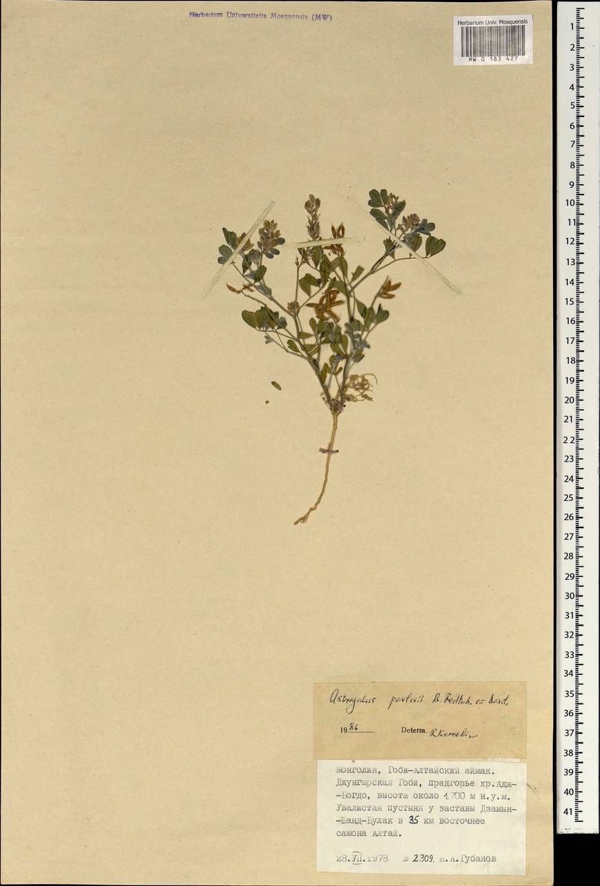 Astragalus pavlovii B. Fedtsch. & Basilevsk., Mongolia (MONG) (Mongolia)