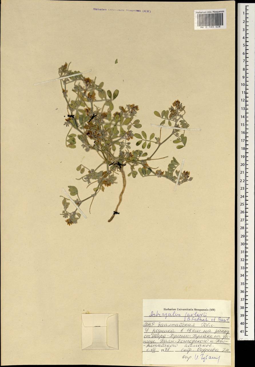 Astragalus pavlovii B. Fedtsch. & Basilevsk., Mongolia (MONG) (Mongolia)