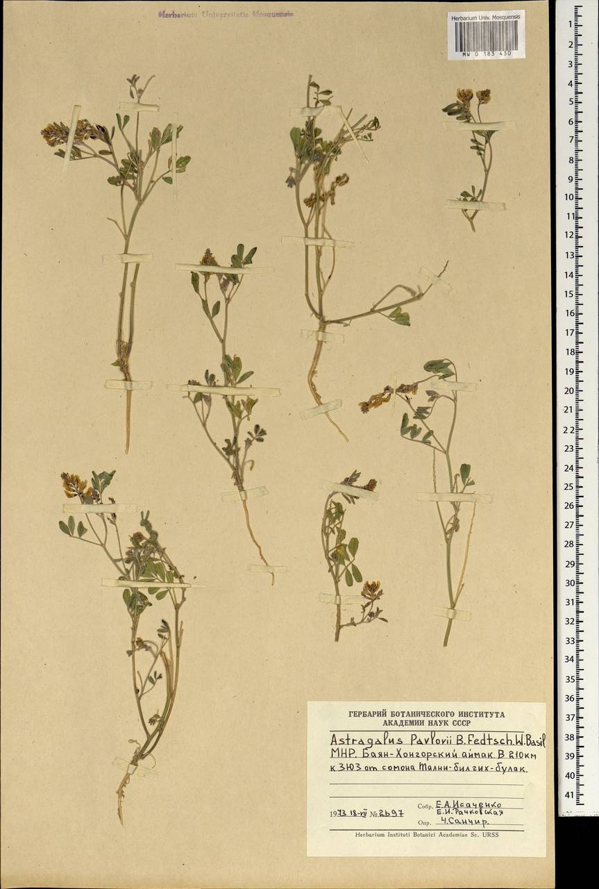 Astragalus pavlovii B. Fedtsch. & Basilevsk., Mongolia (MONG) (Mongolia)