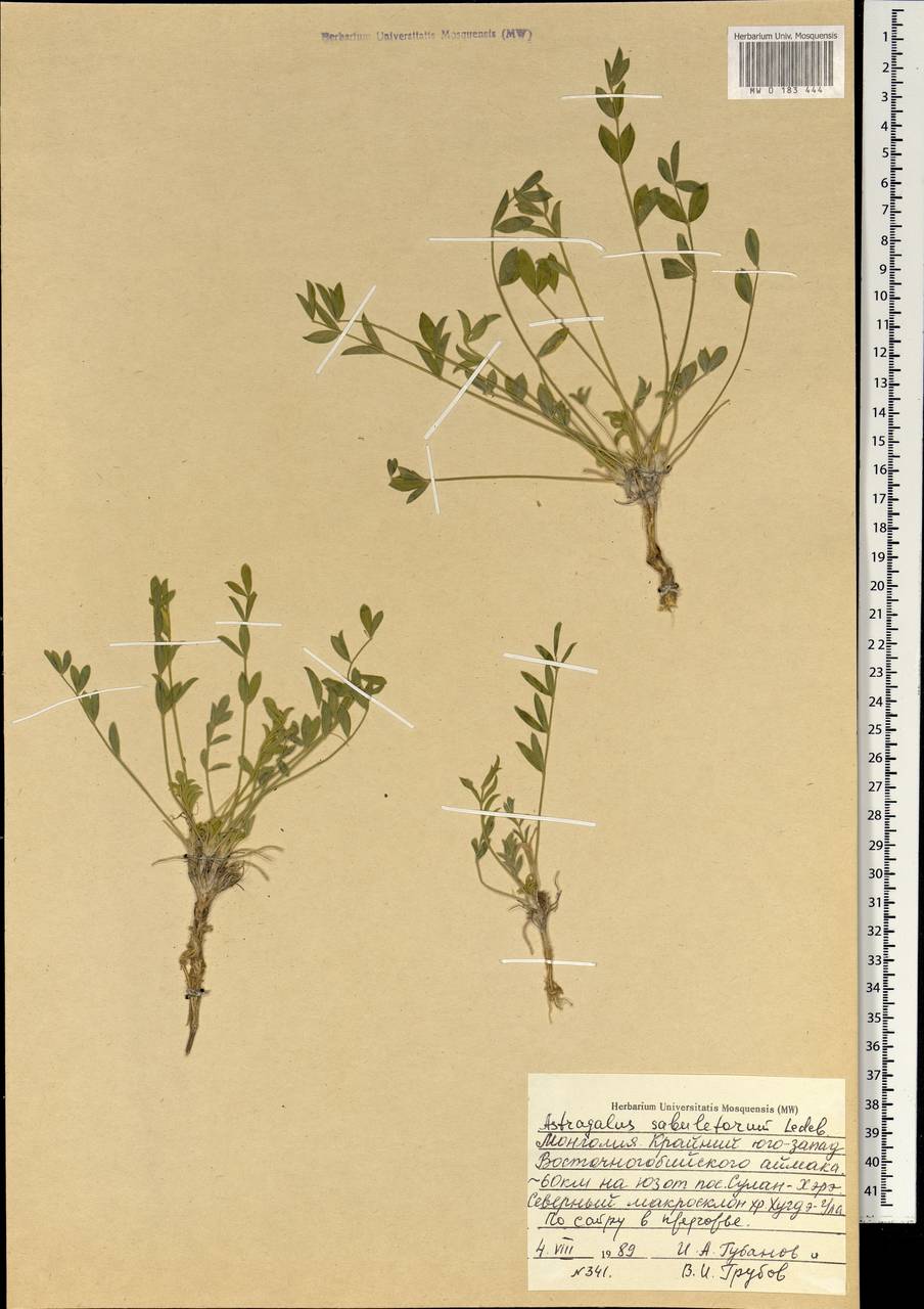 Astragalus sabuletorum Ledeb., Mongolia (MONG) (Mongolia)