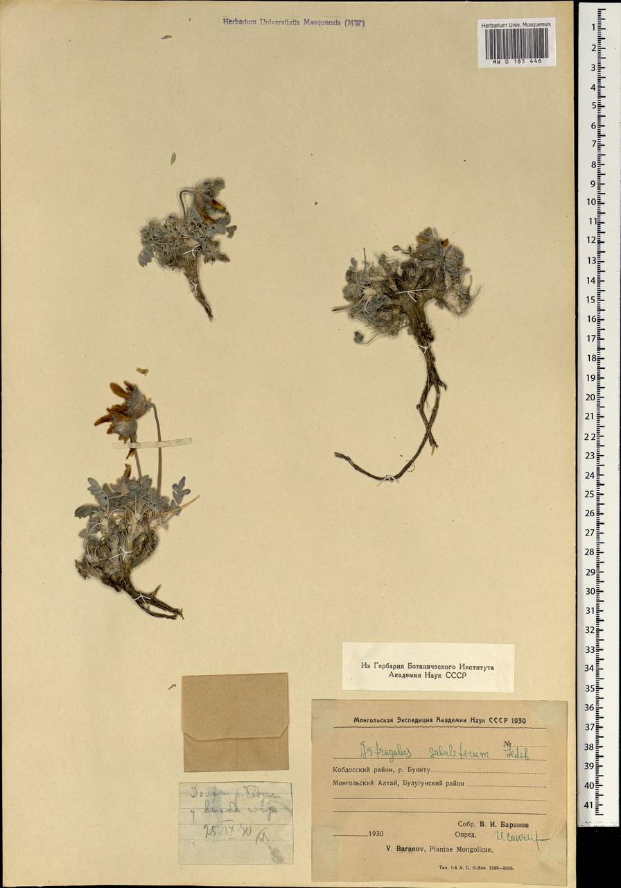 Astragalus sabuletorum Ledeb., Mongolia (MONG) (Mongolia)