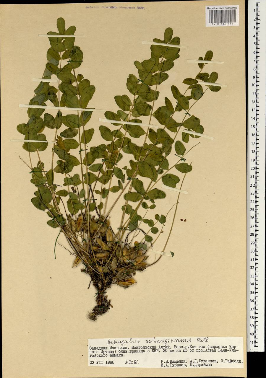 Astragalus schanginianus Pall., Mongolia (MONG) (Mongolia)