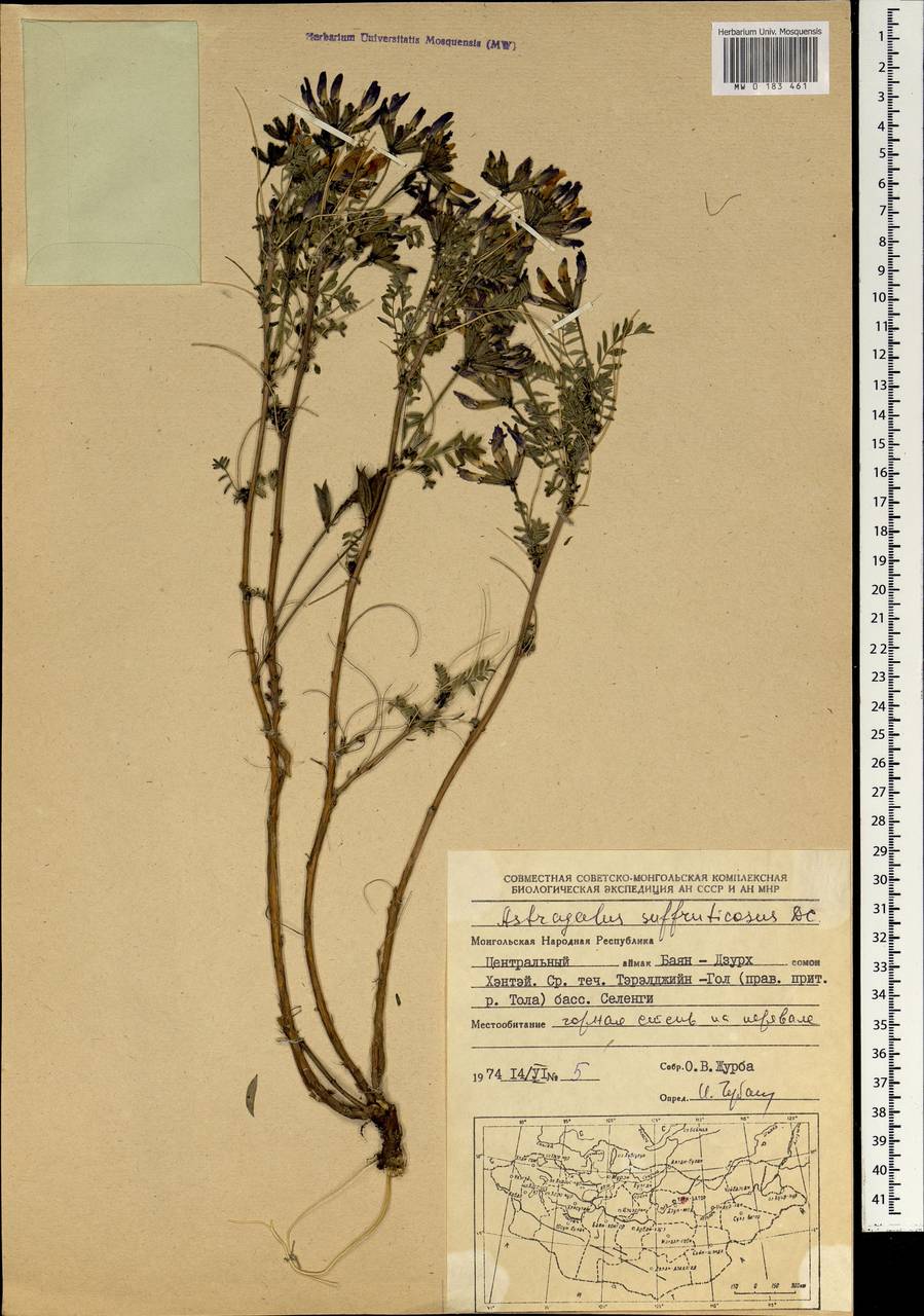Astragalus fruticosus Forsk., Mongolia (MONG) (Mongolia)