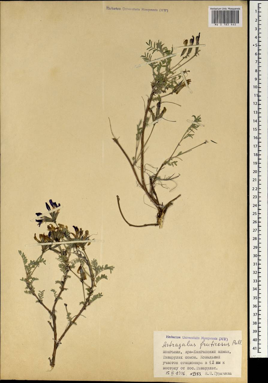 Astragalus fruticosus Forsk., Mongolia (MONG) (Mongolia)