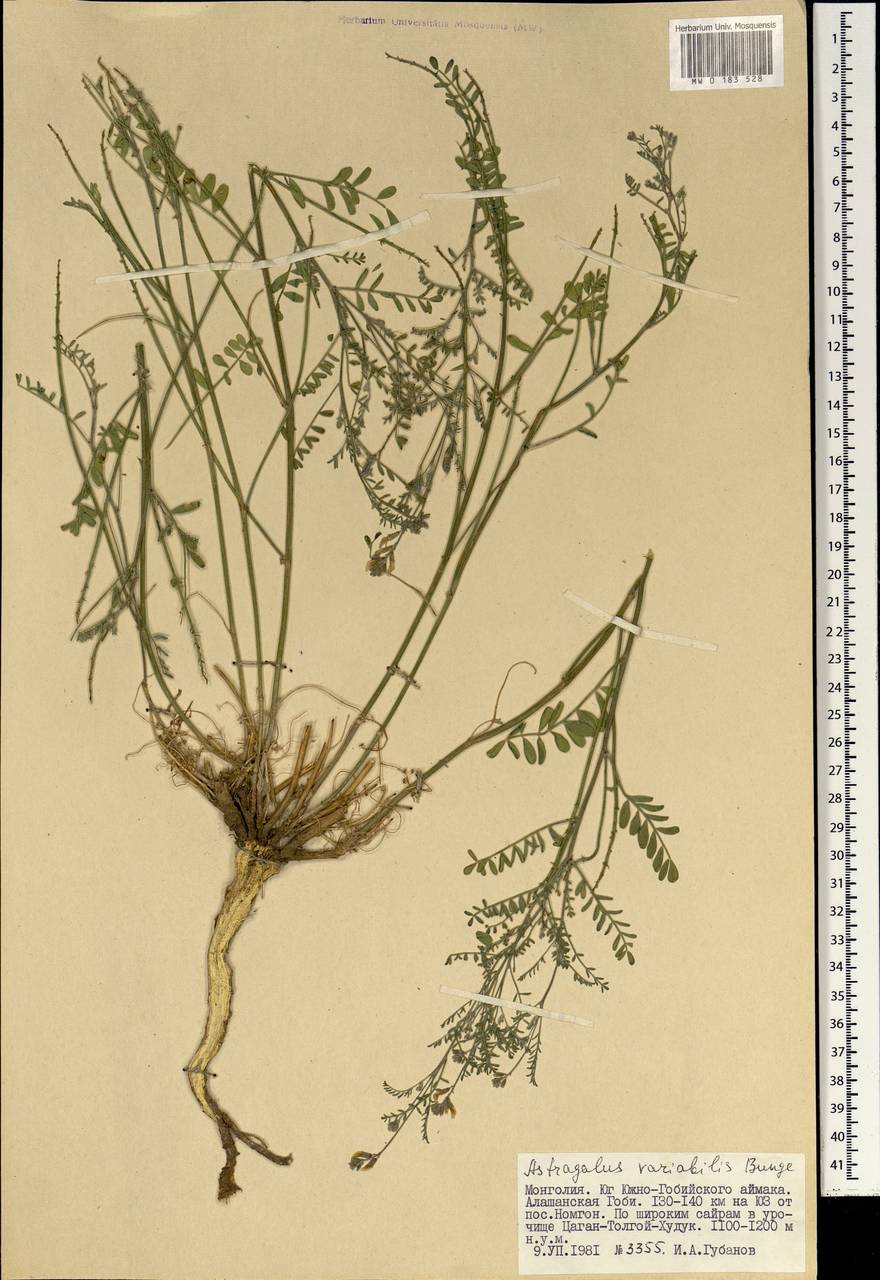 Astragalus variabilis Bunge ex Maxim., Mongolia (MONG) (Mongolia)