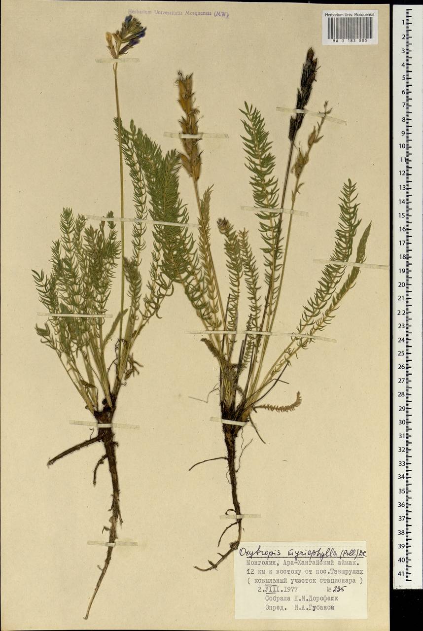 Oxytropis myriophylla (Pall.)DC., Mongolia (MONG) (Mongolia)