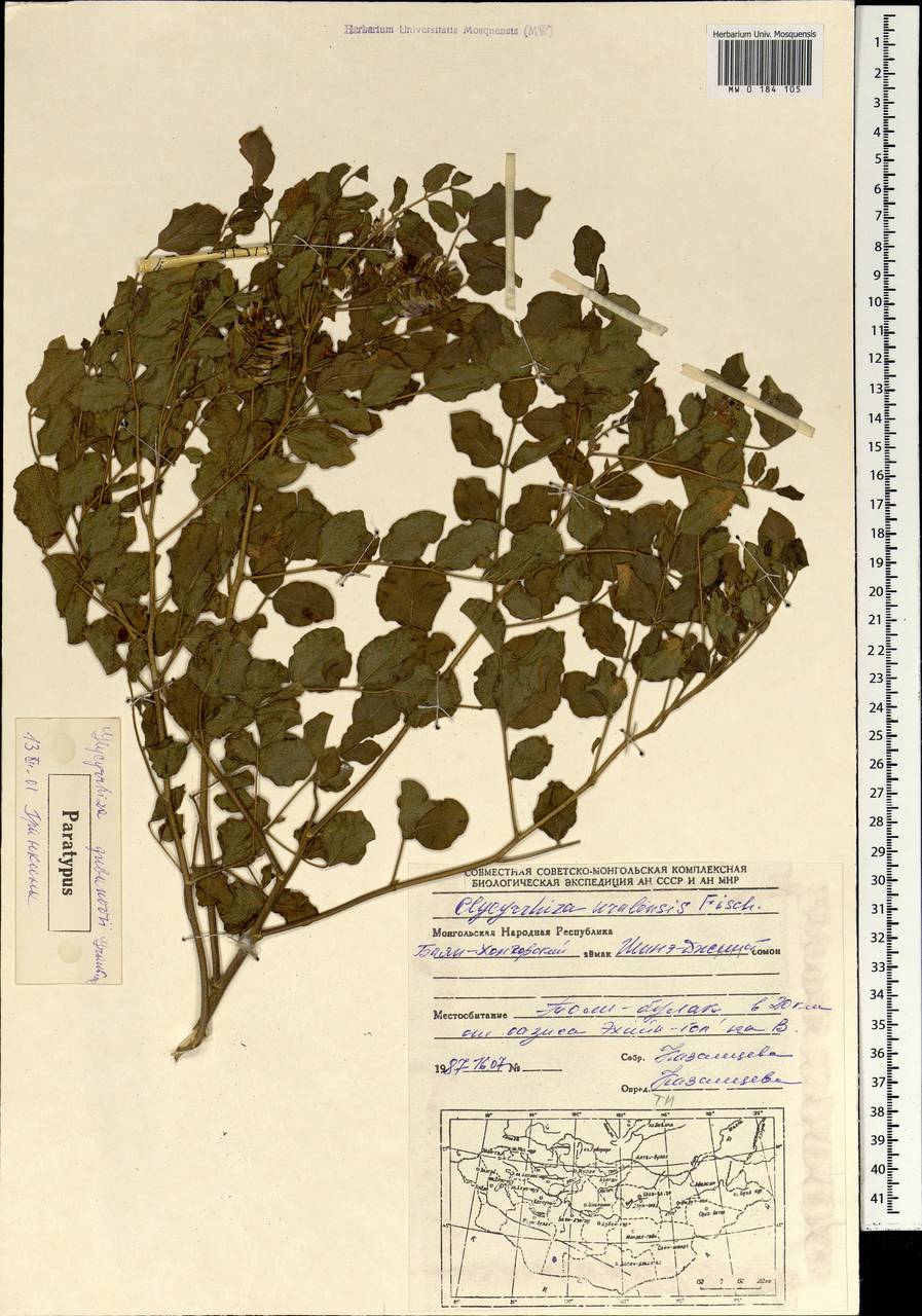 Glycyrrhiza, Mongolia (MONG) (Mongolia)