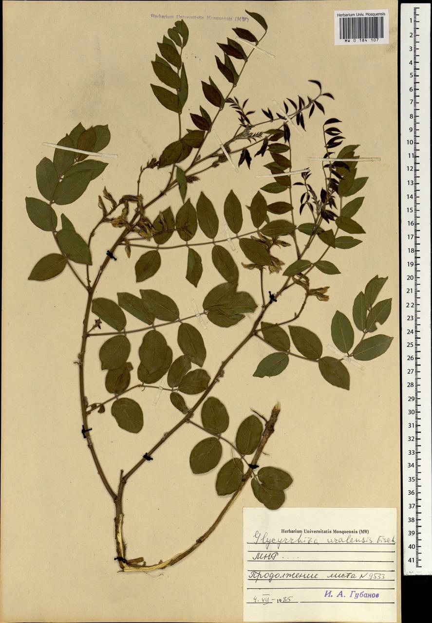 Glycyrrhiza pallidiflora Maxim., Mongolia (MONG) (Mongolia)