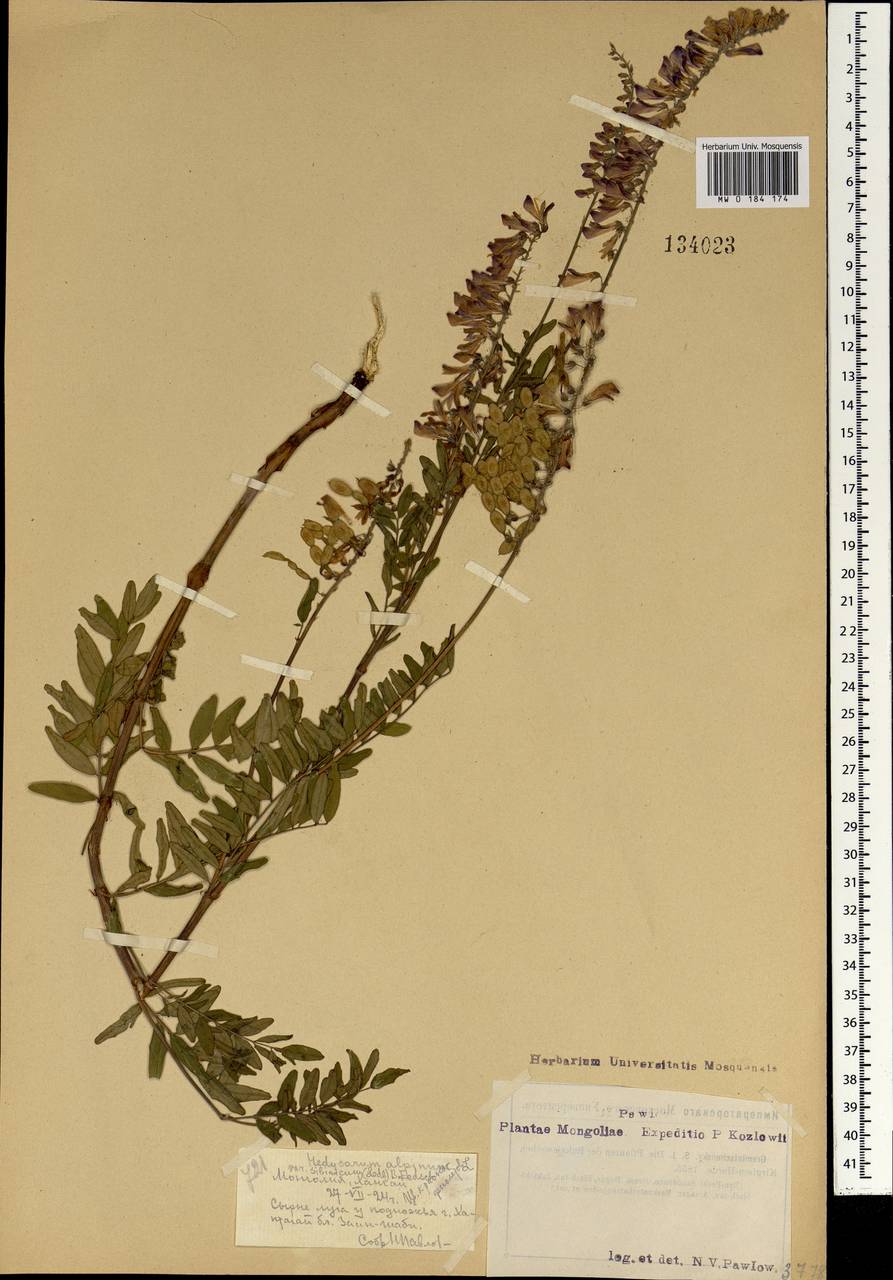 Hedysarum alpinum L., Mongolia (MONG) (Mongolia)