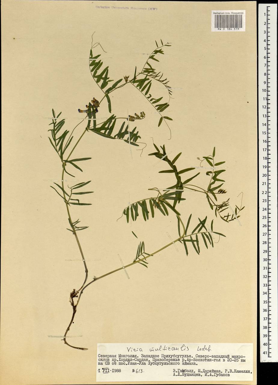 Vicia multicaulis Ledeb., Mongolia (MONG) (Mongolia)