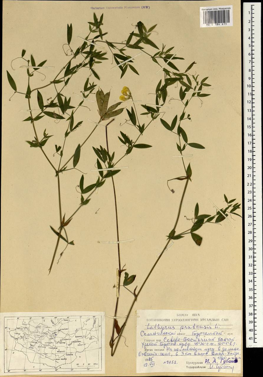 Lathyrus pratensis L., Mongolia (MONG) (Mongolia)