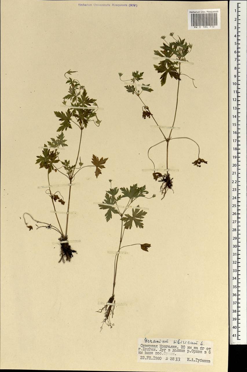 Geranium sibiricum L., Mongolia (MONG) (Mongolia)