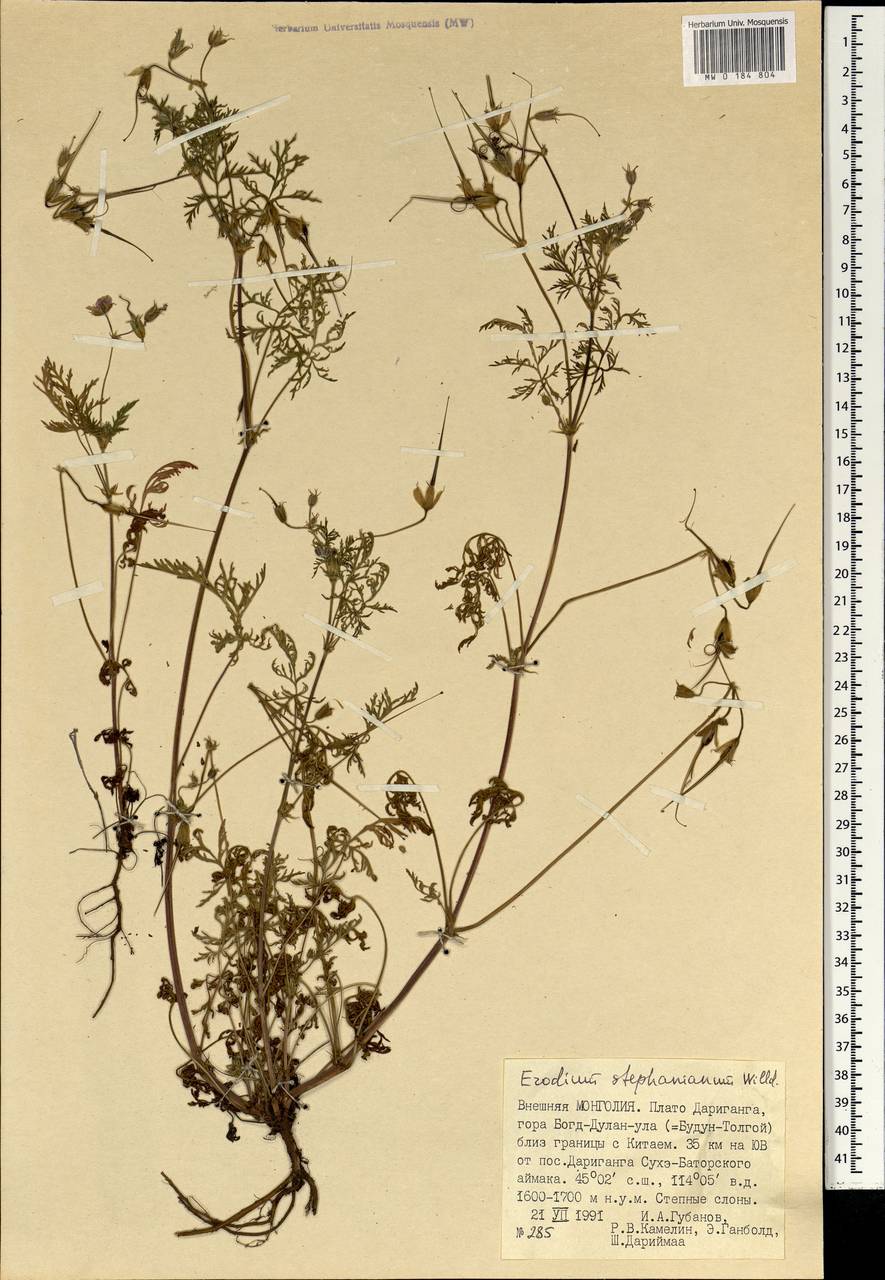 Erodium stephanianum Willd., Mongolia (MONG) (Mongolia)