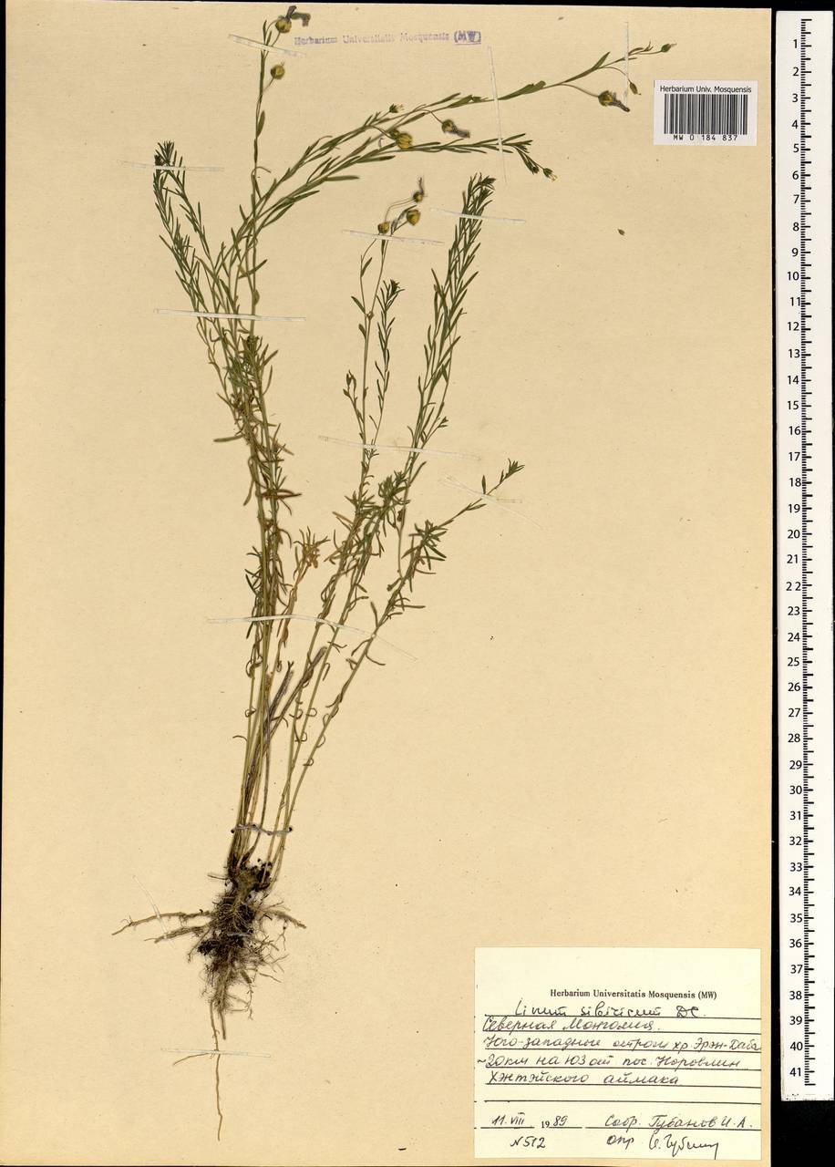 Linum nutans Maxim., Mongolia (MONG) (Mongolia)