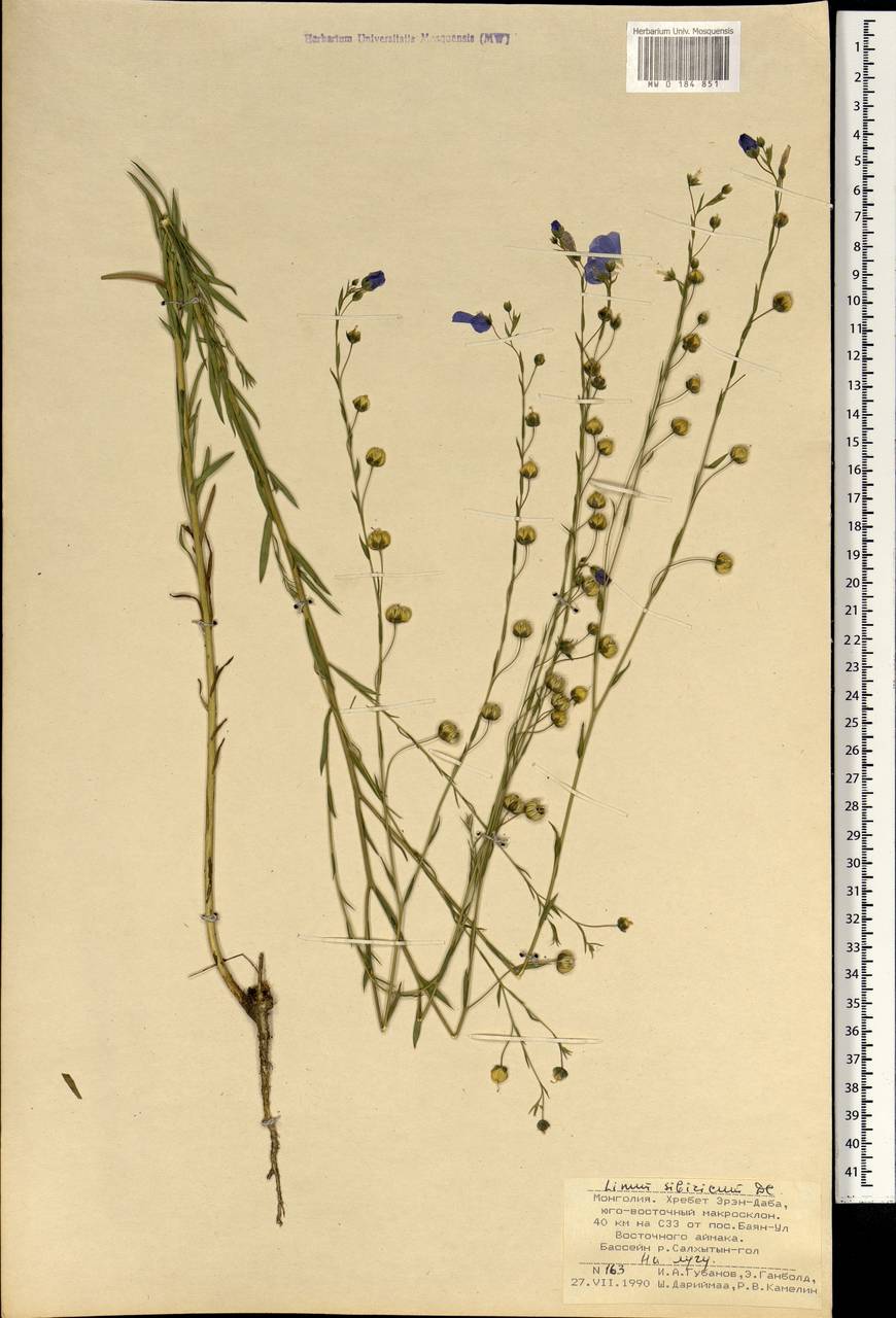Linum nutans Maxim., Mongolia (MONG) (Mongolia)