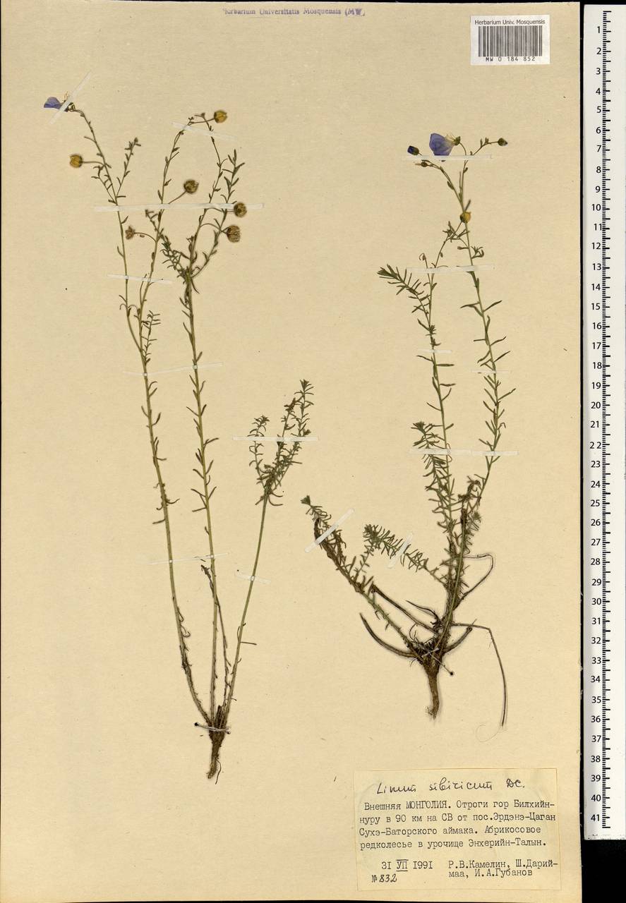 Linum nutans Maxim., Mongolia (MONG) (Mongolia)