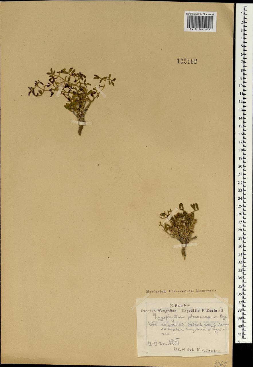Zygophyllum pterocarpum Bunge, Mongolia (MONG) (Mongolia)