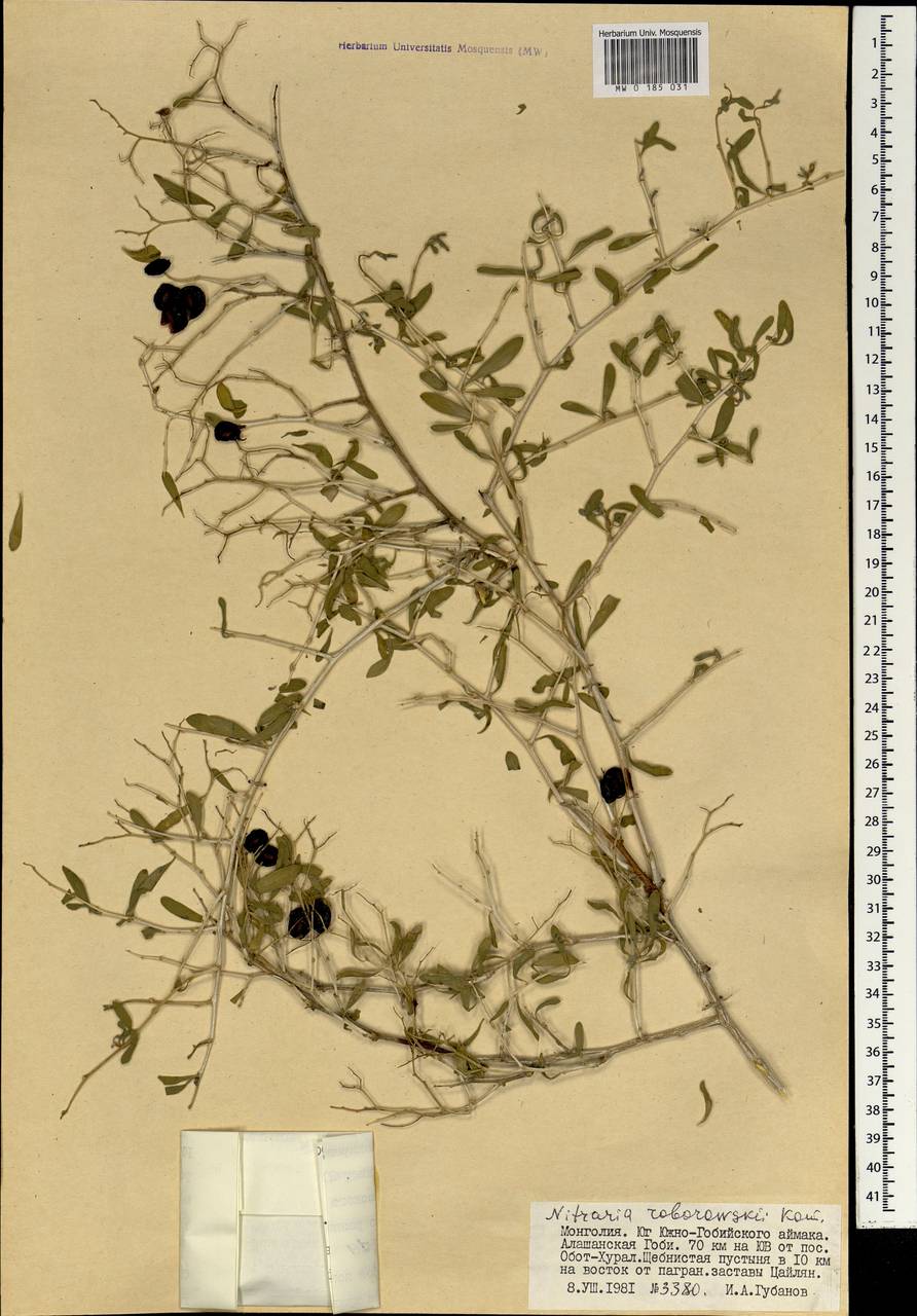 Nitraria roborowskii Kom., Mongolia (MONG) (Mongolia)