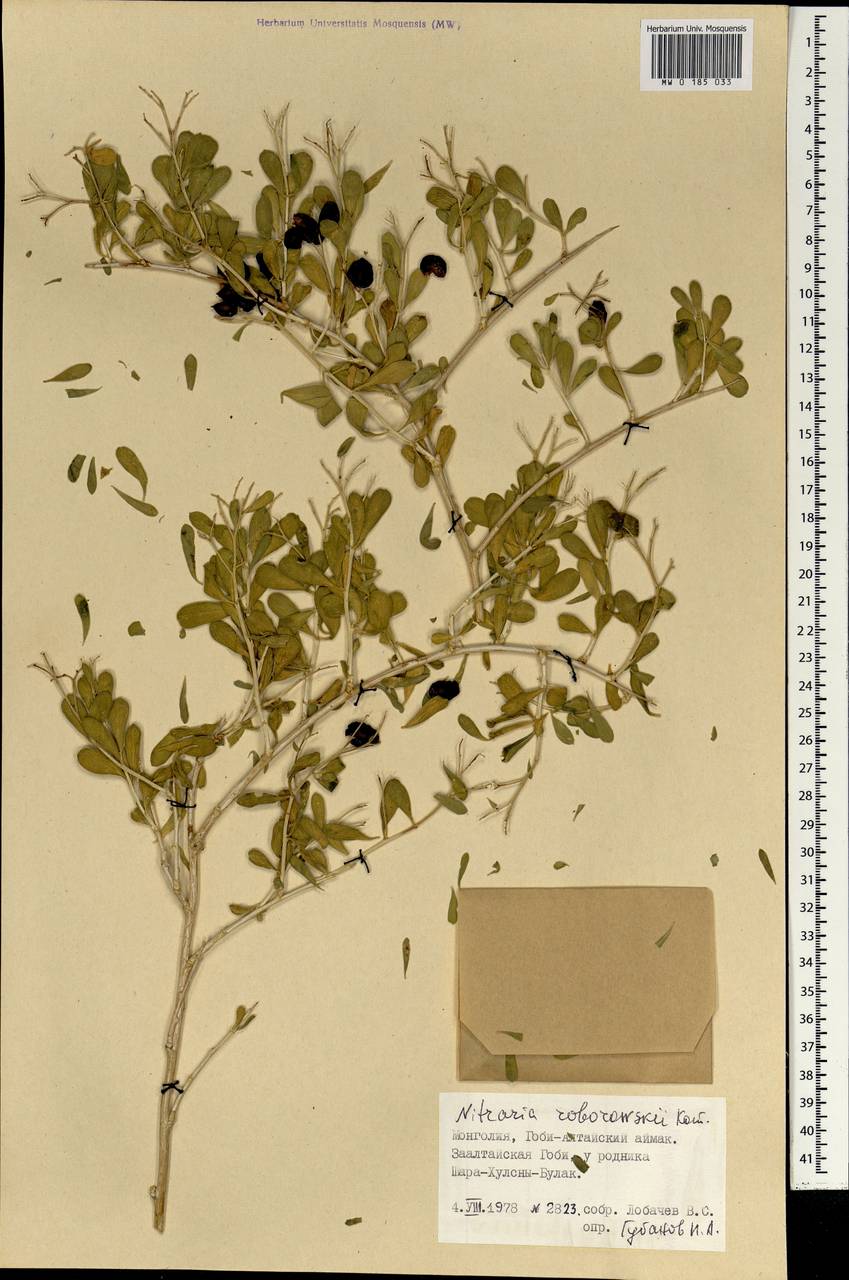 Nitraria roborowskii Kom., Mongolia (MONG) (Mongolia)
