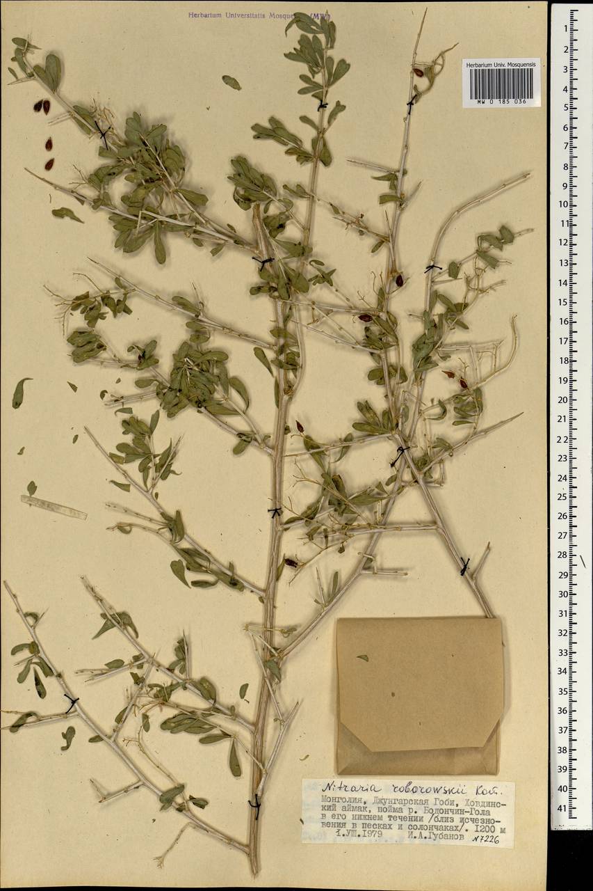 Nitraria roborowskii Kom., Mongolia (MONG) (Mongolia)