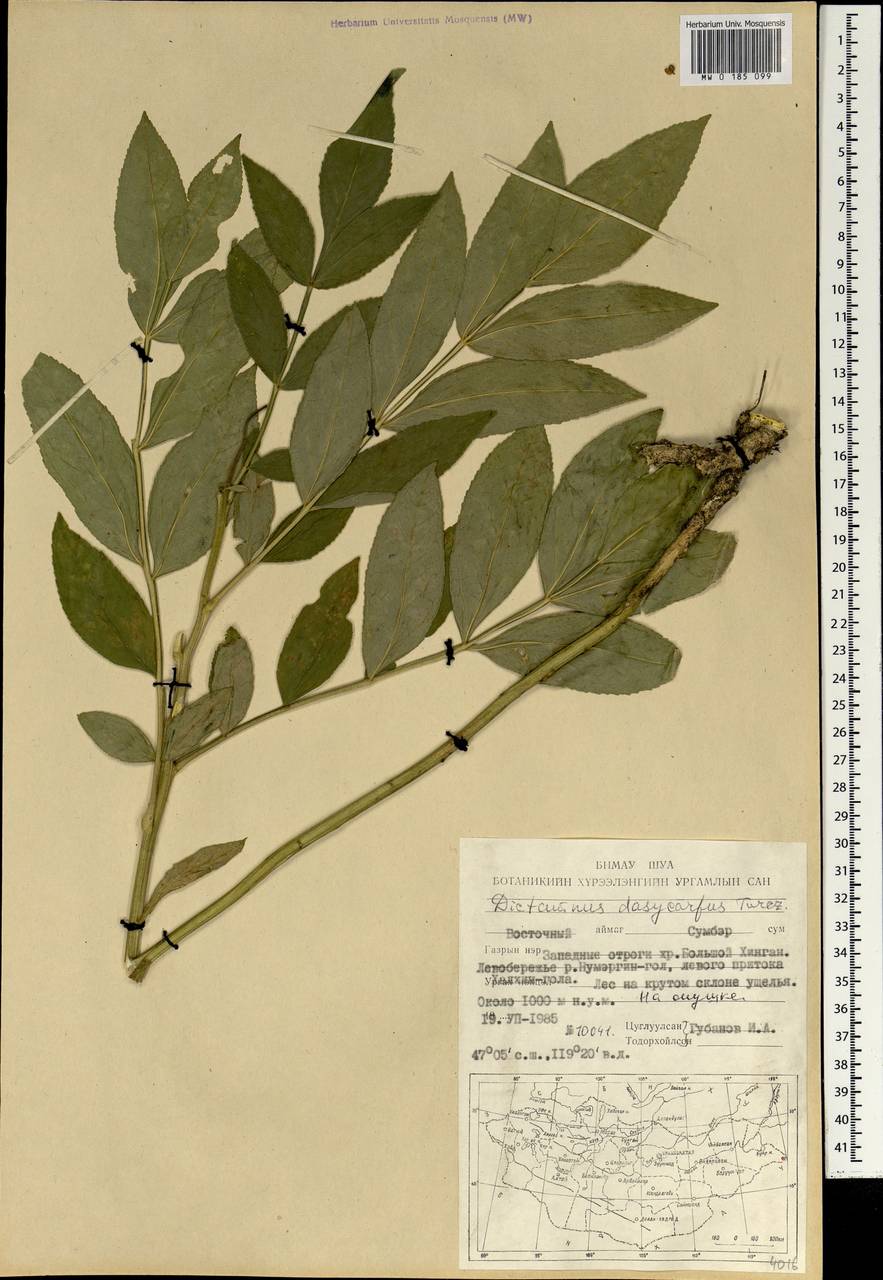 Dictamnus dasycarpus Turcz., Mongolia (MONG) (Mongolia)