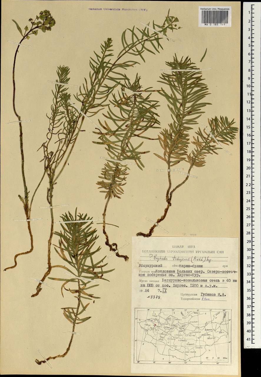 Euphorbia, Mongolia (MONG) (Mongolia)