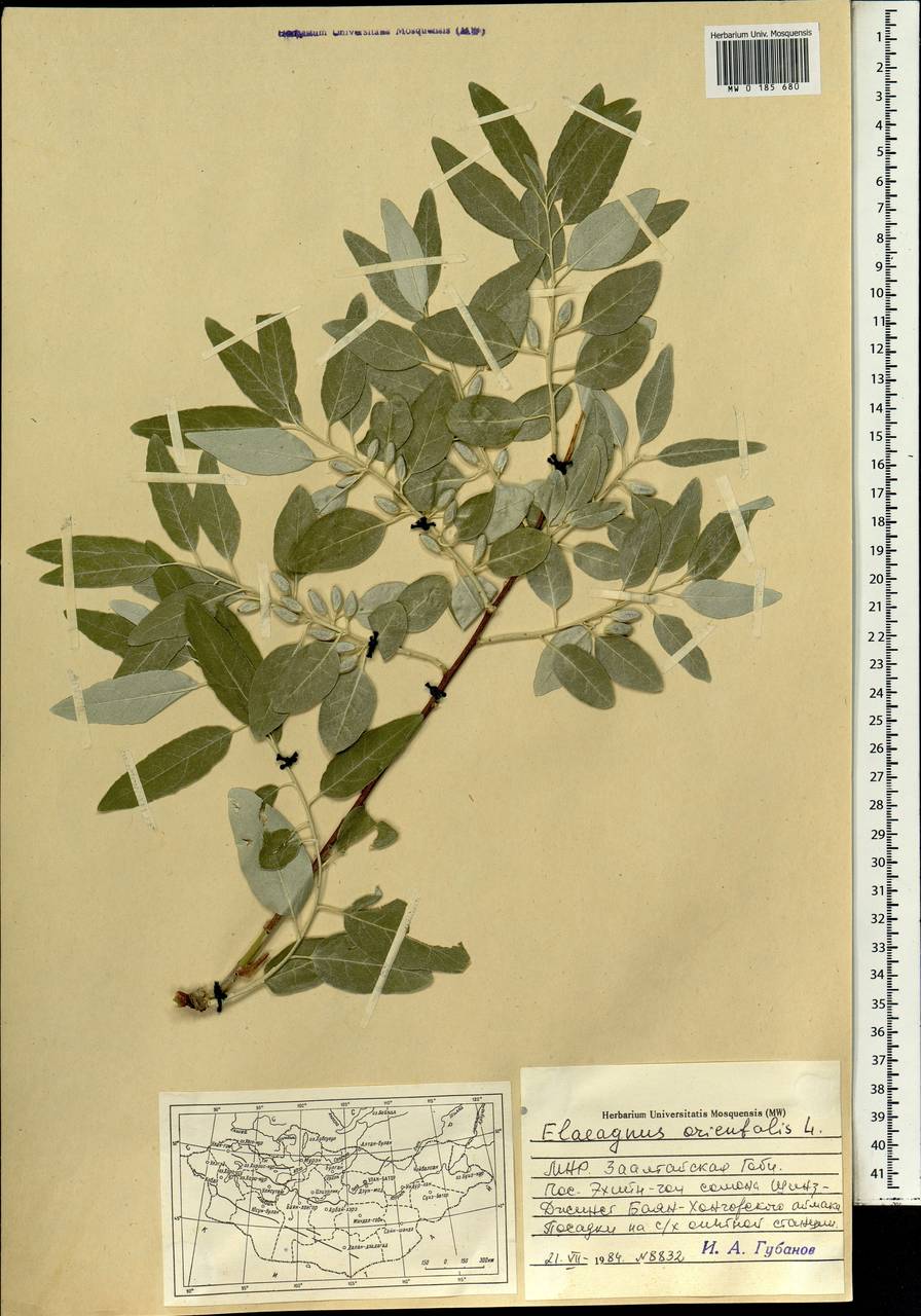 Elaeagnus angustifolia L., Mongolia (MONG) (Mongolia)