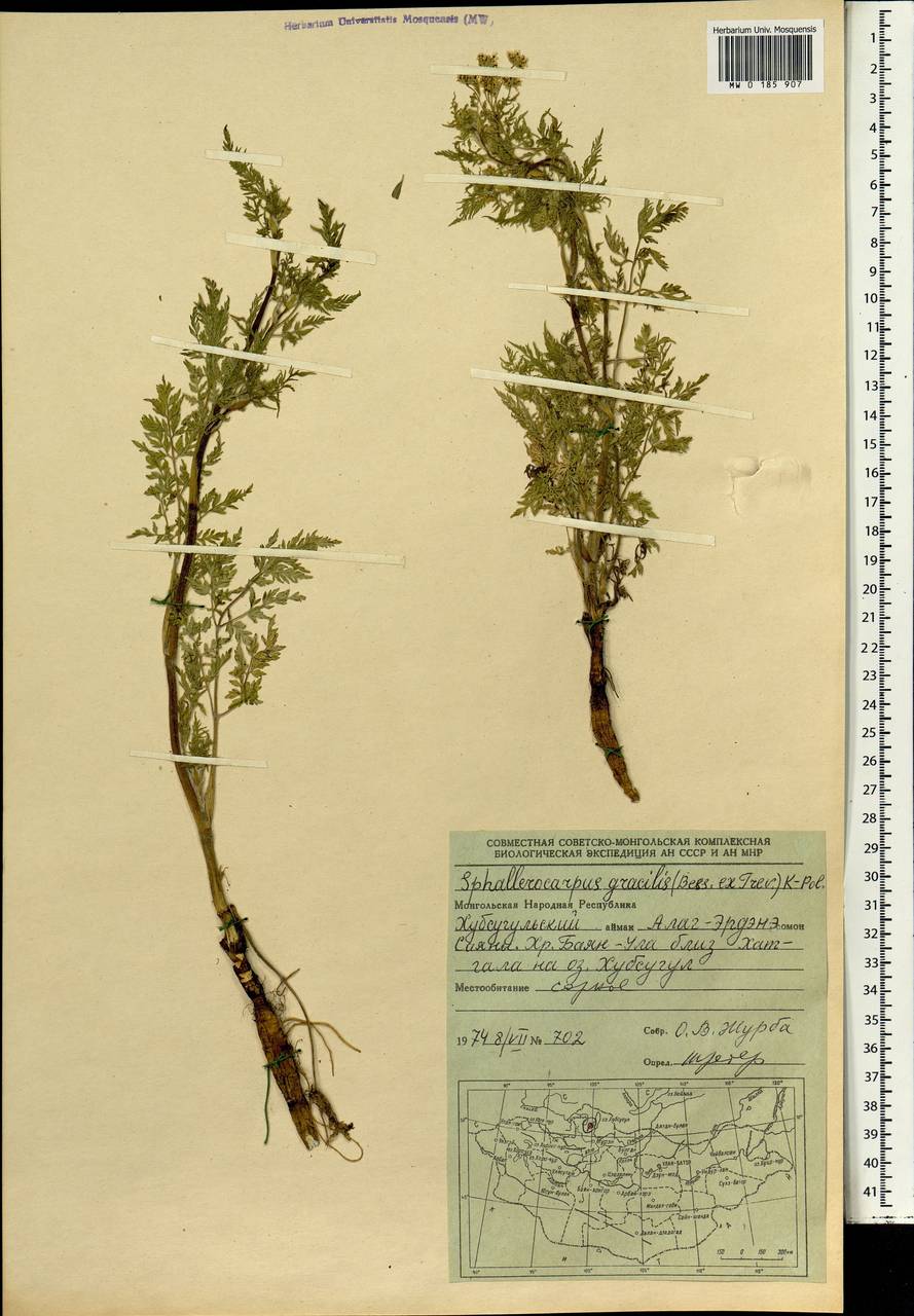 Sphallerocarpus gracilis (Besser ex Trevis.) Koso-Pol., Mongolia (MONG) (Mongolia)