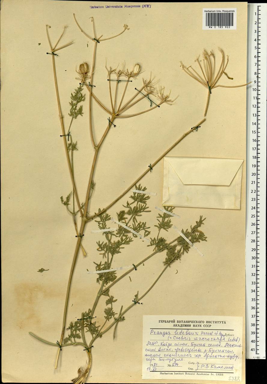 Prangos ledebourii Herrnst. & Heyn, Mongolia (MONG) (Mongolia)