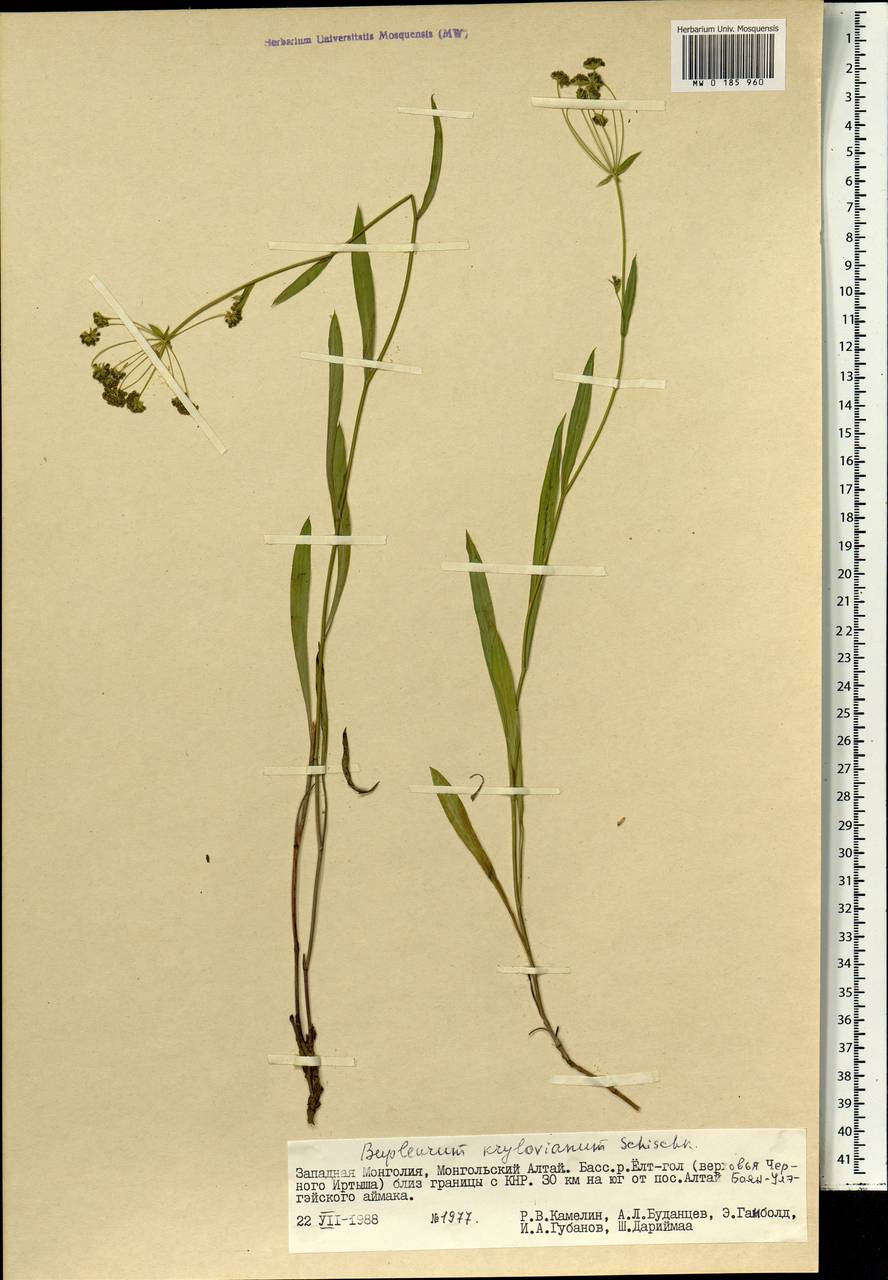 Bupleurum krylovianum Schischk. ex G.V.Krylov, Mongolia (MONG) (Mongolia)