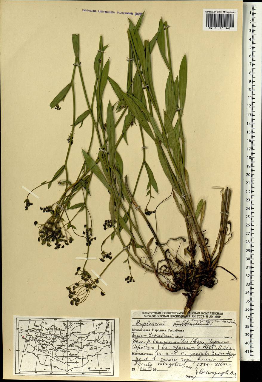 Bupleurum krylovianum Schischk. ex G.V.Krylov, Mongolia (MONG) (Mongolia)