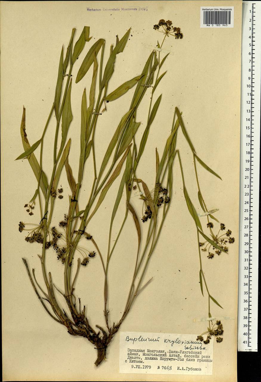 Bupleurum krylovianum Schischk. ex G.V.Krylov, Mongolia (MONG) (Mongolia)