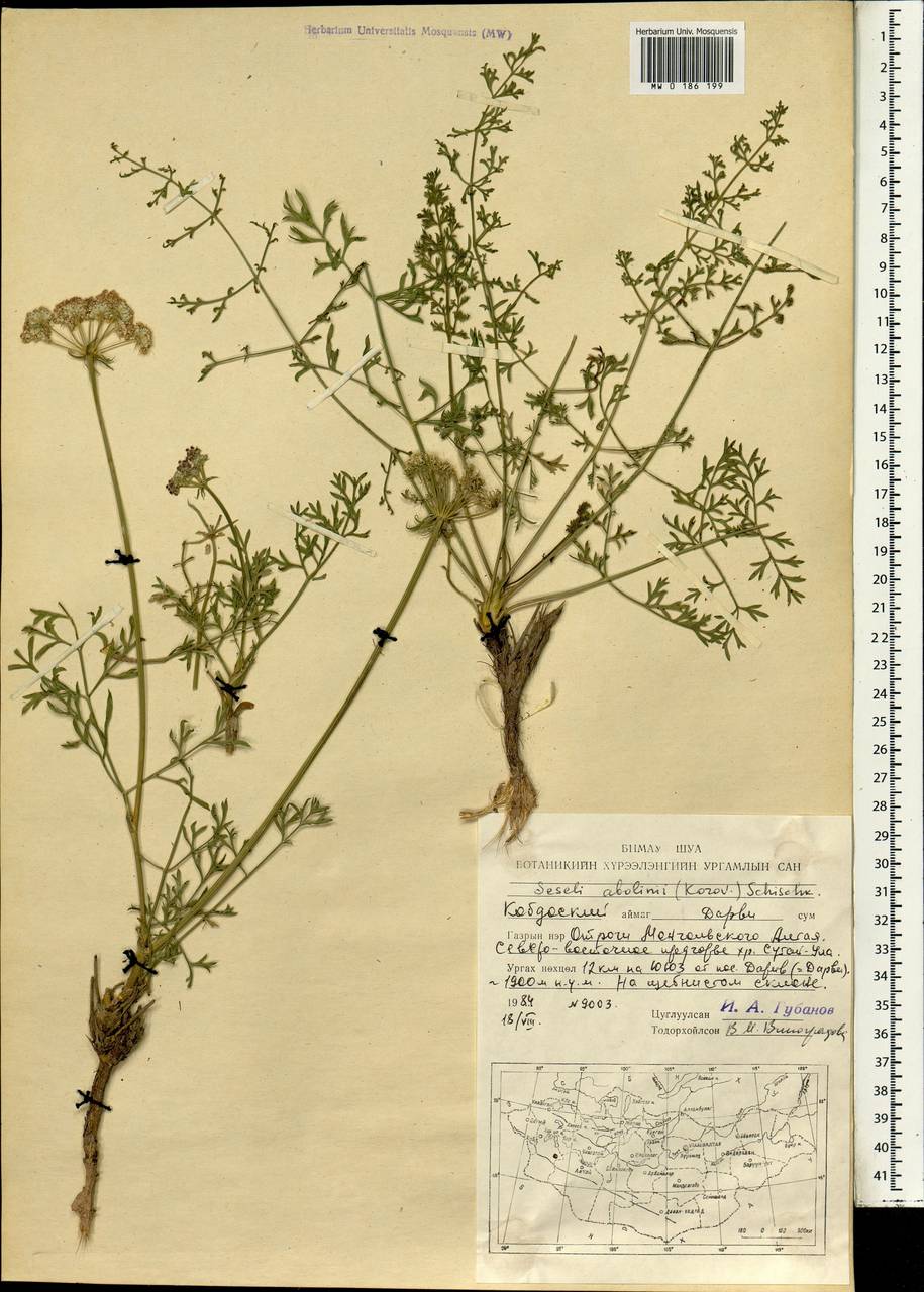 Seseli abolinii (Korovin) Schischk., Mongolia (MONG) (Mongolia)