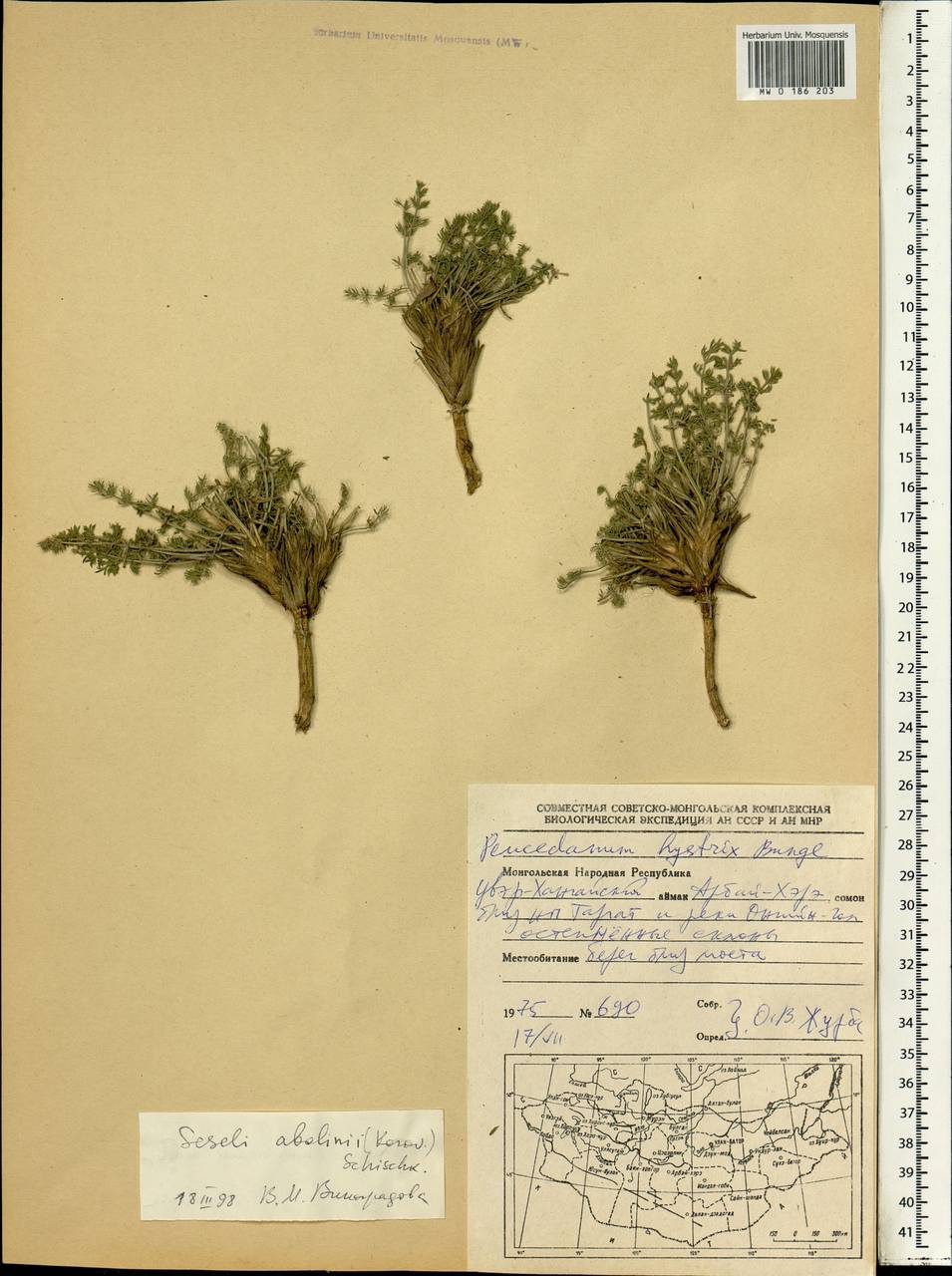 Seseli abolinii (Korovin) Schischk., Mongolia (MONG) (Mongolia)