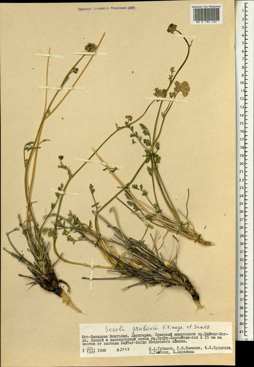 Seseli grubovii V.M.Vinogr. & Sanchir, Mongolia (MONG) (Mongolia)