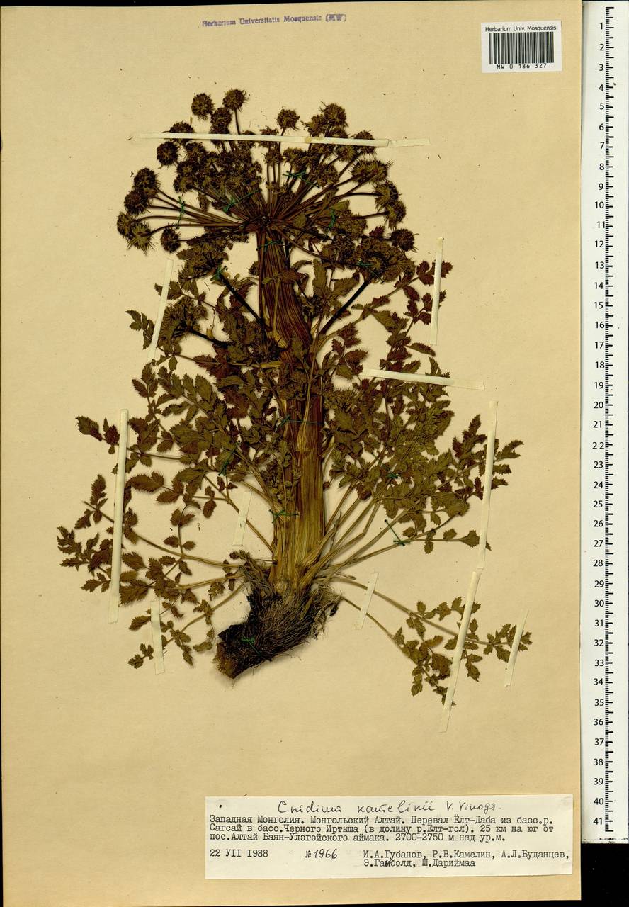 Lithosciadium kamelinii (V. M. Vinogr.) Pimenov ex Gubanov, Mongolia (MONG) (Mongolia)