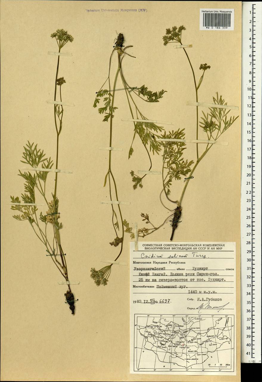 Kadenia salina (Turcz.) Lavrova & V.N.Tikhom., Mongolia (MONG) (Mongolia)